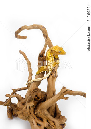 Crested Gecko Crested Gecko 24169224