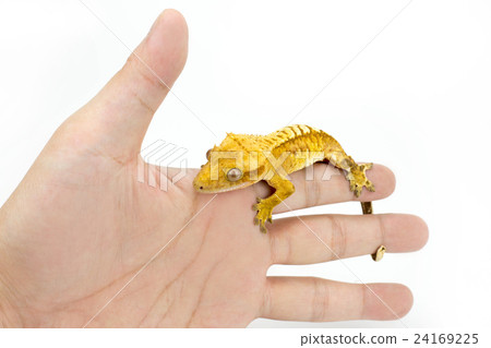Crested Gecko 24169225