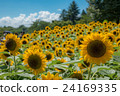 向日葵 24169335