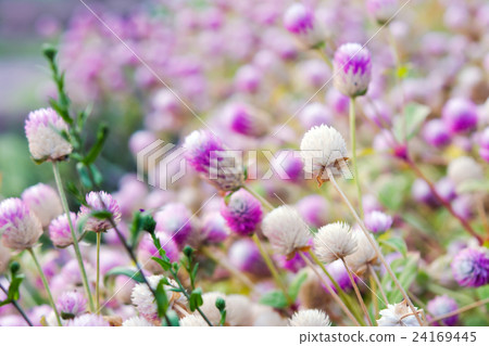 Globe Amaranth Flower with selective focus 24169445