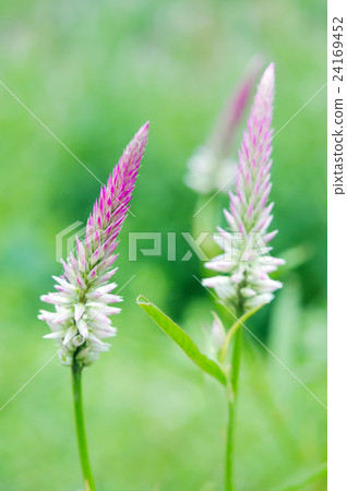 Celosia flower or cockscomb flower blooms 24169452