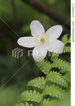 One grass One grass 24169617