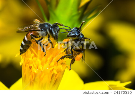 Bee eating and fighting the Yellow Cosmos's syrup 24170550