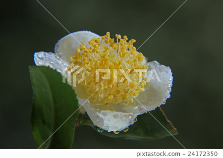 茶花 茶花 24172350