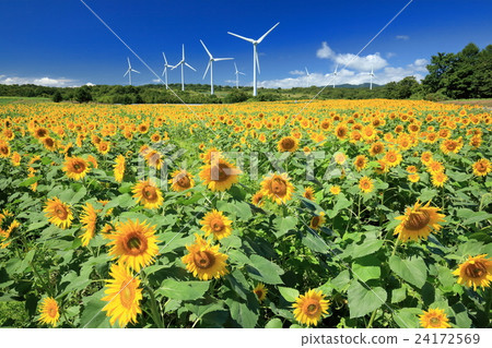 Koriyama Kobei高原的風車的向日葵領域 24172569