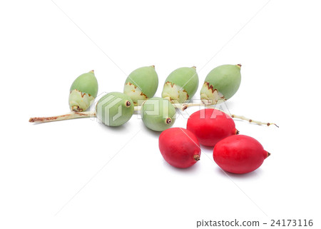 Areca nut on white background 24173116