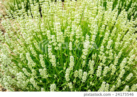 白薰衣草(紋別市) 白薰衣草(紋別市) 24173546