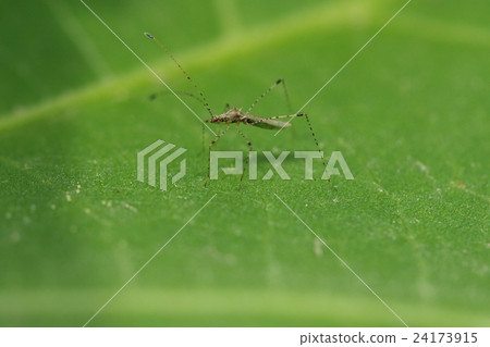 Living thing Insect Heemate bug, 3 mm It is a bit small with a long leg and feeler. It is chilling on the leaves of trees 24173915