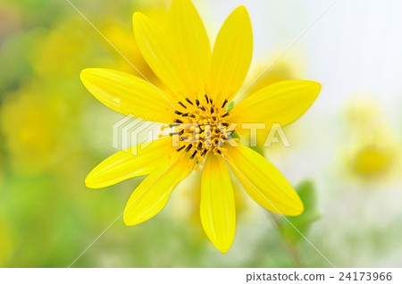 向日葵檸檬女王 向日葵檸檬女王 24173966