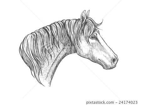 Speedy racehorse of american quarter breed sketch 24174023