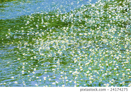 Baikamo開花 24174275