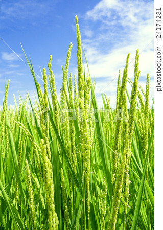 米花（垂直） 24174281