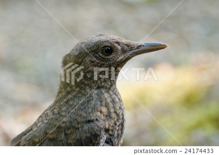 Yohofu gull's young bird 24174433