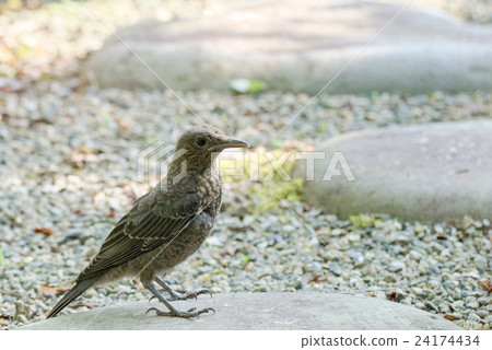 Yohofu gull's young bird Yohofu gull's young bird 24174434