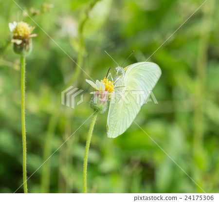 Common Grass Yellow butterfly Common Grass Yellow butterfly 24175306