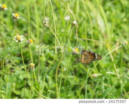 Plain Tiger butterfly on a flower 24175307