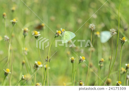 Common Grass Yellow butterfly 24175309