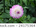 Dahlia 24175364