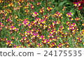 Cute flower 24175535