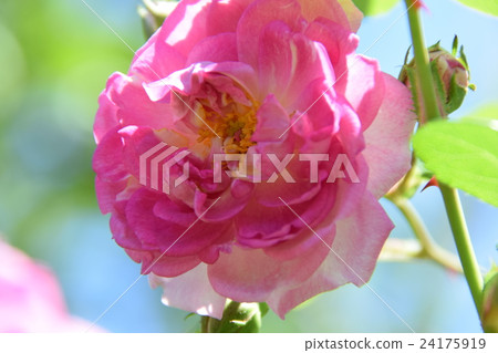 京成玫瑰園 - 佛羅倫薩宮崎·春季花卉節〜(宮崎縣宮崎市) 京成玫瑰園 - 佛羅倫薩宮崎·春季花卉節〜(宮崎縣宮崎市) 24175919