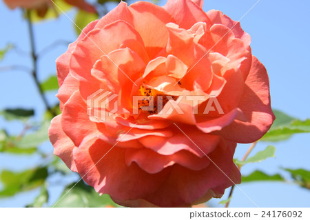 京成玫瑰園 - 佛羅倫薩宮崎·春季花卉節〜(宮崎縣宮崎市) 京成玫瑰園 - 佛羅倫薩宮崎·春季花卉節〜(宮崎縣宮崎市) 24176092