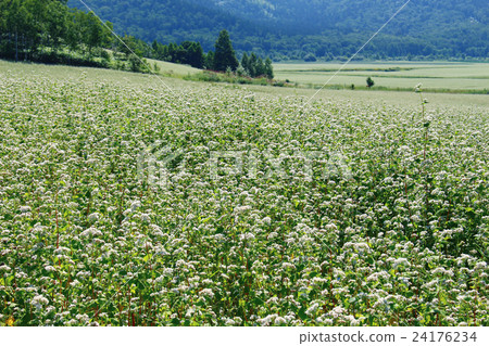Horokanai  - 蕎麥麵3 24176234