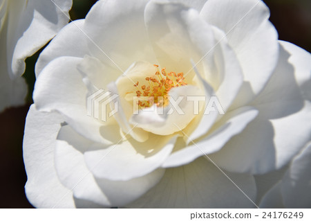 Keisei Rose Garden - Florente Miyazaki · Spring Floral Festival ~ (Miyazaki City, Miyazaki Prefecture) 24176249