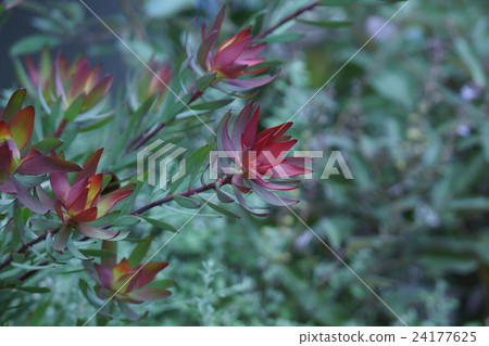 花周圍的葉子是美麗的。 花周圍的葉子是美麗的。 24177625