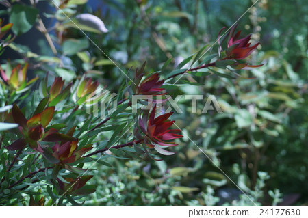 Leaves around the flowers are beautiful. Leaves around the flowers are beautiful. 24177630