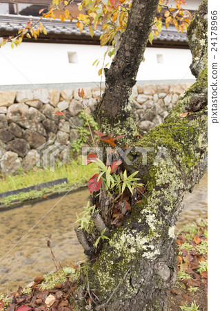 武田城堡廢墟晚秋天風景 24178966