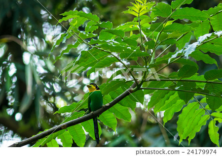 long tailed broadbill on the tree in the deep forest 24179974