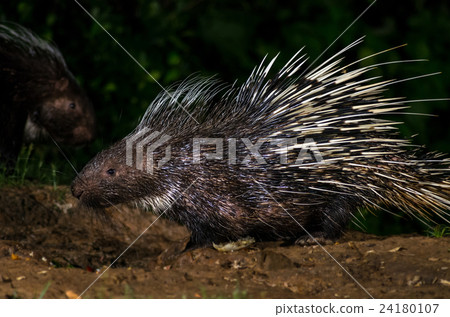 Brush-tailed (PorcupineAtherurus macrourus) in nature at night Brush-tailed (PorcupineAtherurus macrourus) in nature at night 24180107