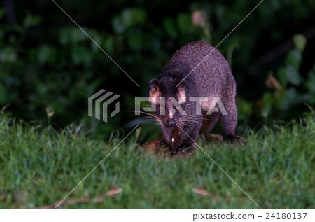 Asian Palm Civet at night, masker palm civet 24180137
