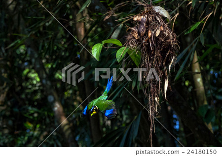 long tailed broadbill flying out from nest 24180150