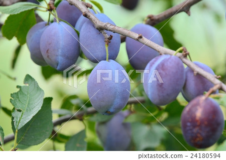 Prune fruit Prune fruit 24180594