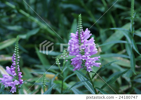 Hanatanohanao Hanatraneo The flower language is "hope" Hanatanohanao Hanatraneo The flower language is "hope" 24180747