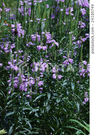 Hanatanohanao Hanatraneo The flower language is "hope" Hanatanohanao Hanatraneo The flower language is "hope" 24180749