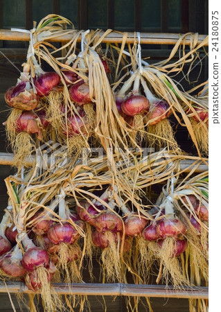 harvested onions harvested onions 24180875