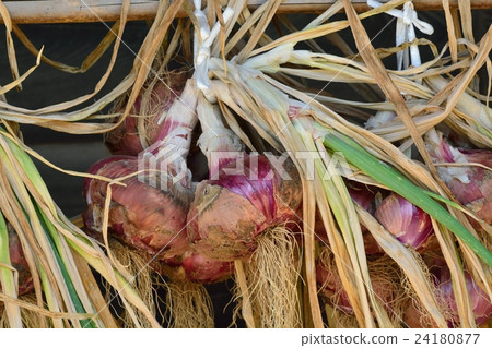 harvested onions harvested onions 24180877