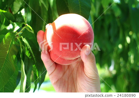 男人的手桃狩獵1 男人的手桃狩獵1 24180890