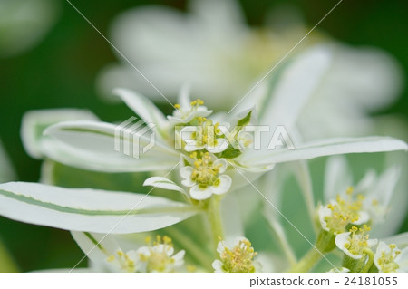 Affiliation 24181055