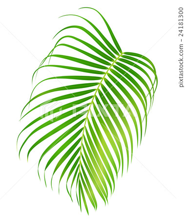 Palm leaf isolated on white background. Vector 24181300