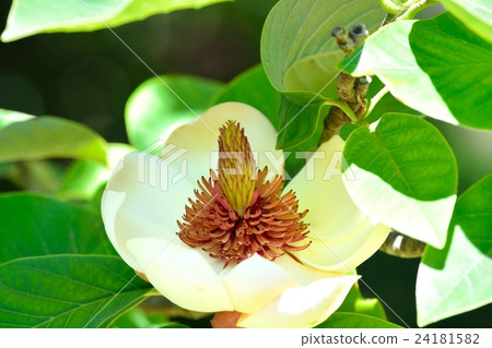 Uke Zaki Ooyama Astragalus 24181582