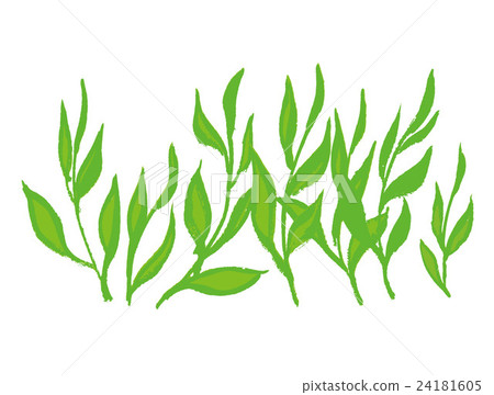 tea leaf tea leaf 24181605