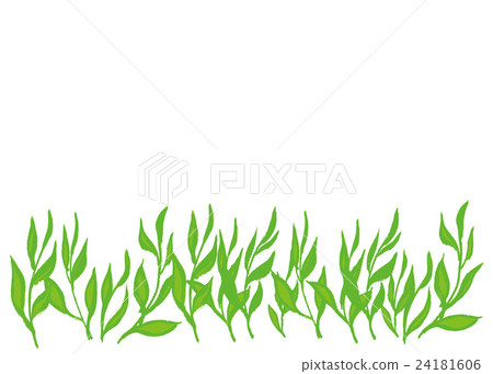 tea leaf tea leaf 24181606