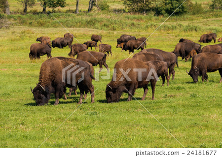 American bison (Bison bison) simply buffalo 24181677