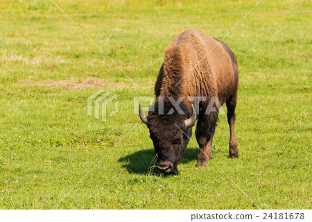 American bison (Bison bison) simply buffalo 24181678