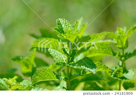 Mentha canadensis Mentha canadensis 24181909