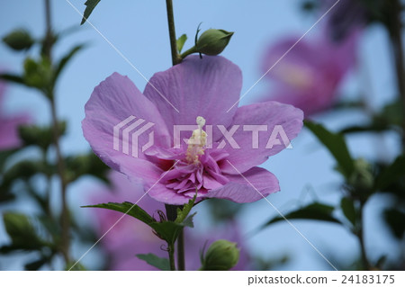 Flower of Kinjing Flower of Kinjing 24183175