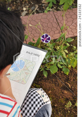 Elementary school student's morning glory observation diary Elementary school student's morning glory observation diary 24183582